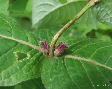Neuracanthus sphaerostachyus leaf2.jpg